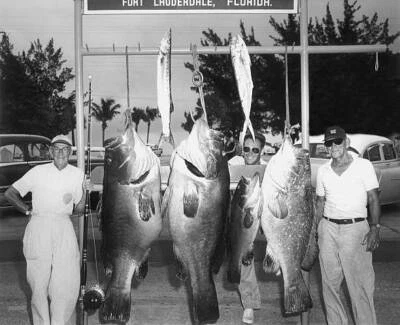 Goliath Grouper Jewfish In Fort Lauderdale 1960 Old Fishing Photo
