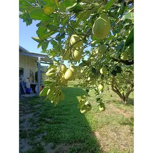 📢📢📢免運可送禮大台北地區快送🍐柚見中秋🌙正宗麻豆文旦禮盒🎁正老欉伴手禮中秋節文旦柚子麻豆文旦多汁10台斤5台斤特美級可