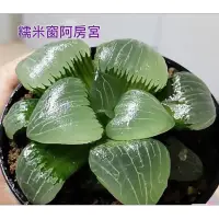 在飛比找蝦皮購物優惠-多肉植物🌵 進口 百合科 少見品種 玉露 玉扇 壽 萬象 夏