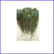 Natural Peacock Feathers 45"-50" in 25 Pcs - Perfect for Centerpieces & Crafts
