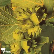 Buy Hazelnut Lambert - Corylus avellana
