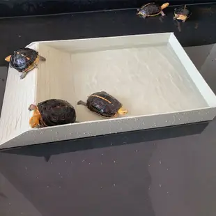 爬寵水盆烏龜餵食盆餵塑料陸龜半水龜寵物大泡澡盆蜥蜴飲水盤