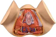 CHROX PVC Female Dam Model, Vulva, Urine, Triangle, Anus, Reproductive System Model, Female Pelvis