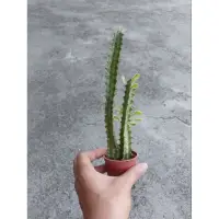 在飛比找蝦皮購物優惠-大戟錦、彩雲閣錦 euphorbia trigona var