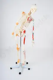 Advanced Flexible 180cm Tall Skeleton Model with Ligaments & Painted Muscles