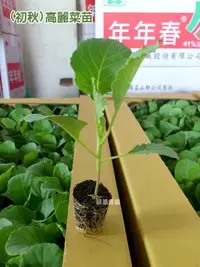 在飛比找Yahoo!奇摩拍賣優惠-高麗菜苗 青花椰菜苗 白菜苗 結頭菜苗 玉米苗 番茄苗 芥菜