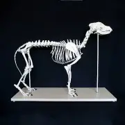 Anatomical Large Dog/Canine Skeleton Model - Medical Veterinary Anatomy