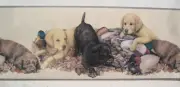 LABRADOR RETRIEVER PUPPIES DOGS with Duck Decoys Wall Border 9"