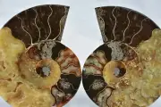 Dinosaur PAIR Ammonite Multi-Color Crystals XL 130mm 110myo FOSSIL 5.2" 3313uu