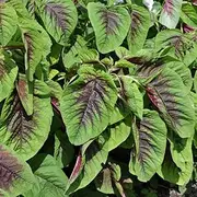 Amaranth Red Leaf Seeds Vegetable Garden Spring Summer Salad Easy