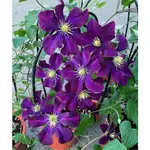 台灣鐵線蓮CLEMATIS / 華沙女神 / 類型：早花大花型 / 花徑：中~大 / 修剪類型：輕剪