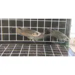 【蝦迷水族】蓋斑鬥魚 防治蚊蟲 飼料 水族 除藻 飼料