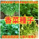 🔥香菜種子🔥家庭庭院蔬菜種子 大葉香菜 小葉香菜 芫荽種子 四季種植不發芽可退款