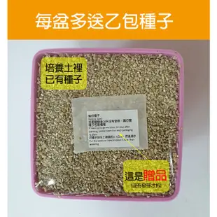 積木盆栽 九層塔 香草盆栽「多送種子1包」iPlant 開心農場 懶人盆栽 瓜果 開花 種子 培養土 花盆