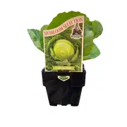 100mm Cabbage Mini - Brassica oleracea