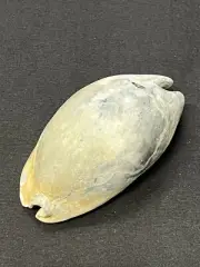 EXTINCT Fossilized COWRIE Shell From Central Florida - Pliocene Era