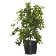 400mm Tahitian Lime - Citrus latifolia