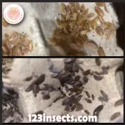 50+ Powder Orange & 50+ Powder Blue Live Isopod Clean-Up Crew