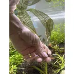 水立方水族空間～珍稀水草 “長葉網草” 水中葉 後景草 網草