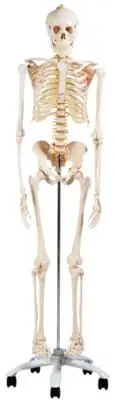 1.8M Life Size Human Skeleton Anatomical Medical School Educ. Model Full Body