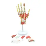 Medical Anatomical Hand Skeleton Model with Muscles, Ligaments, Nerves and Blood Vessels, Hand Bone