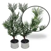 Artificial Potted Pine Tree Flocked Needle Weighted Base 12" Christmas Decor 2pk