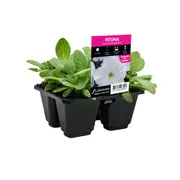 4 Cell Petunia Crazy White Improved - Petunia hybrida