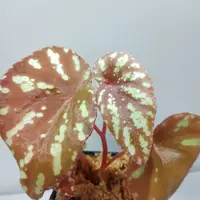 在飛比找蝦皮購物優惠-秋海棠 begonia sp.  泰國產