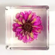 40mm Real Purple Zinnia Flower in Lucite Cube Anniversary Mother's Day Gift