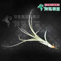 在飛比找蝦皮購物優惠-★舞葉精靈★阿比達X花中花★Tillandsia albid