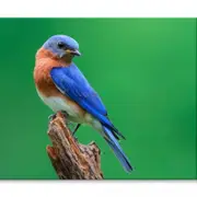 Blue Bird Sitting on Top of Tree Beach Print 100% Australian Made 90 x 60cm (Stretched)