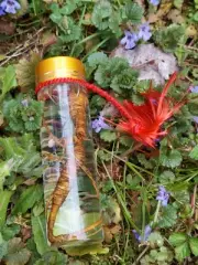 Preserved Wild American Ginseng Root 10-15 Years Old Art Panax Quinquefolius