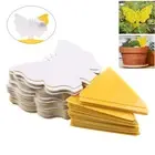 50pcs Sticky Fruit Fly Traps Fungus Gnat Killer Trap use for Indoor Outdoor