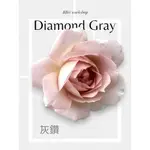 淺咖啡色玫瑰花~ 灰鑽 DIAMOND GRAY 玫瑰花 / 6吋盆扦插苗 / 植株盆栽