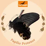 蝴蝶胡椒 - PAPILIO 代理商