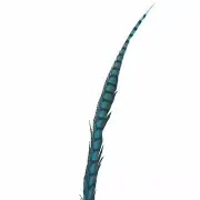 30" to 38" Lady Amherst Pheasant Side Tail Feather - Turquoise