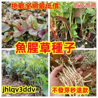 在飛比找蝦皮購物優惠-💥💥【免運大熱銷】魚腥草種子 又名折耳根種子壓根可涼拌 養生