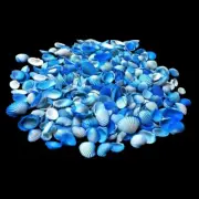 Blue Ark White Shells For Crafts Art Decor Natural Sea Shell approx.200 pcs