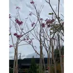 伴日園藝—紅花風鈴木 高約3米