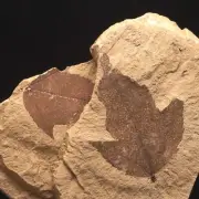 PLANT FOSSIL - Acer tricuspidatum - Neogene - Doly Bilina - CZECH REPUBLIC AE32