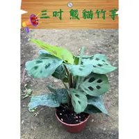 在飛比找蝦皮購物優惠-【豹紋竹芋】/善變/三吋盆/熊貓竹芋