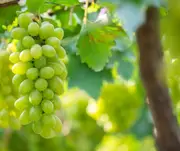 Buy Grape Waltham Fruit vine in Australia Vitis vinifera