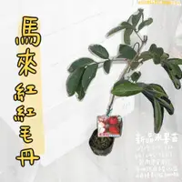 在飛比找蝦皮購物優惠-馬來紅紅毛丹苗(大果/較耐寒) 紅毛丹苗 馬來紅 水果苗 嫁