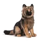 HANSA Shepherd Coin Dog No.3995 Animal Stuffed Toy