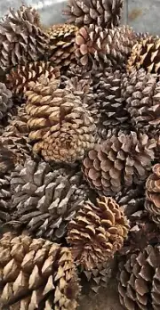 Pine Cones, 25 Cones Included