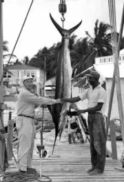 An Angler Shakes Hands With White Marlin In Bimini 1956 Old Fishing Photo