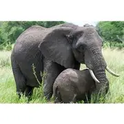 Save 20.00%! 6 Day Tanzania Big 5, Big Cats and Nature Walk Safari