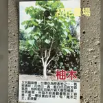 初花農場2店｜柚木｜2寸黑軟袋｜製作家具用的優良木材，植株本身不易有病蟲害｜～定價120特價80