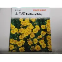 在飛比找蝦皮購物優惠-【滿699起免運】DIY種子栽種 成就滿滿~金毛菊 【園丁花