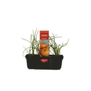 Punnet Brown Onion - Allium cepa - Grow Your Own Range